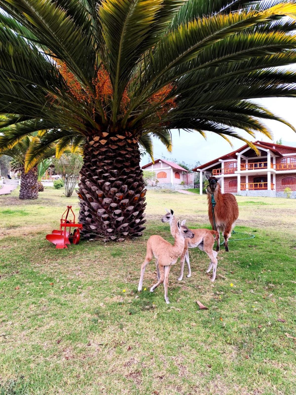 Quinta Sierra De Fuego Bed & Breakfast Penipe Exterior foto